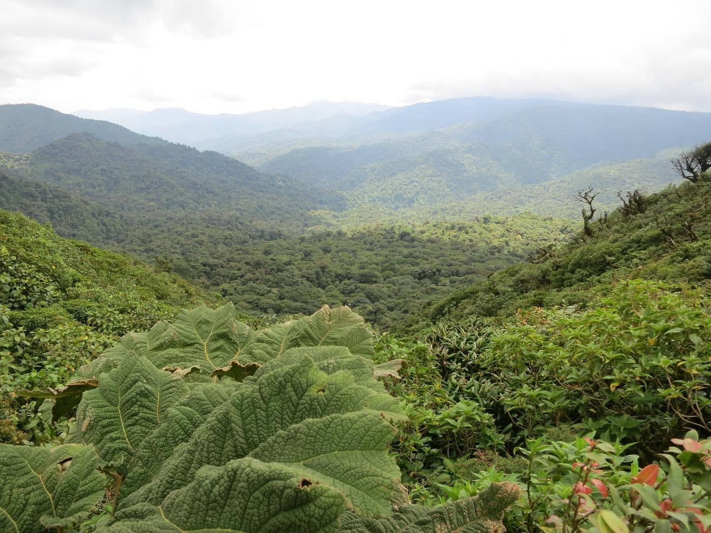 costa-rica-2400159_1920.jpg