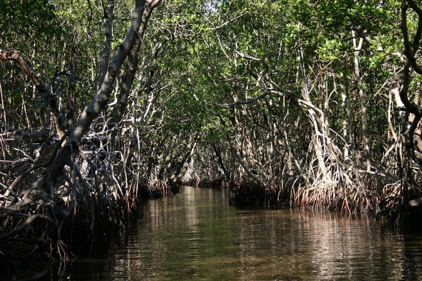 everglades-462623_1920.jpg