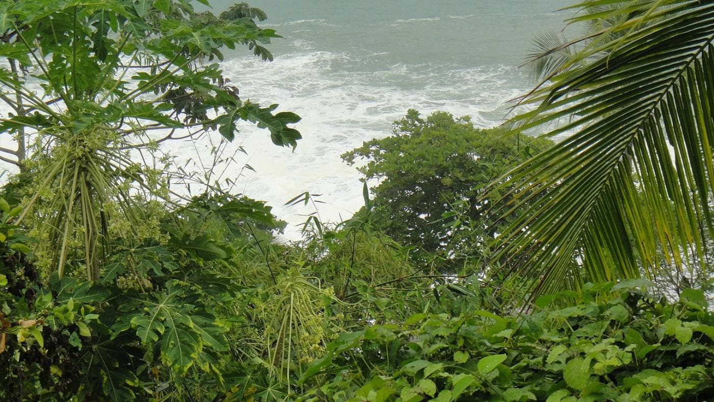 greenery-83192_1280.jpg