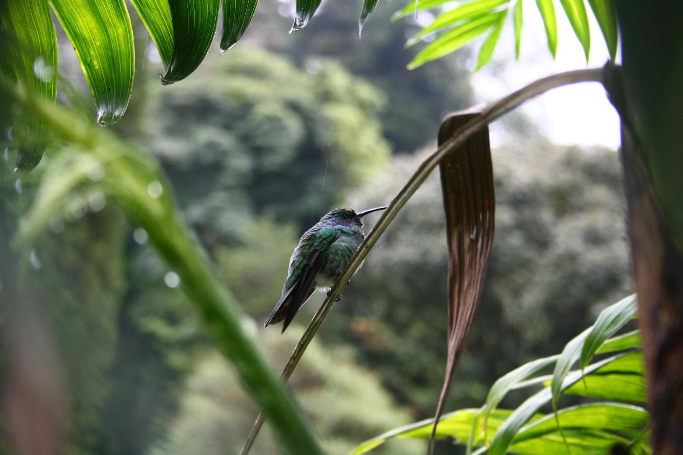 humming-bird-3621643_1920.jpg