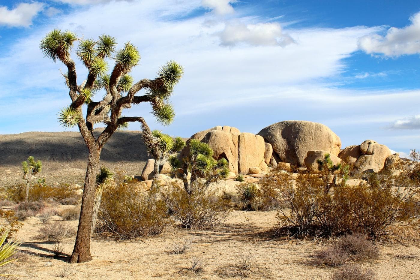 joshua-tree-national-park-74399_1920.jpg