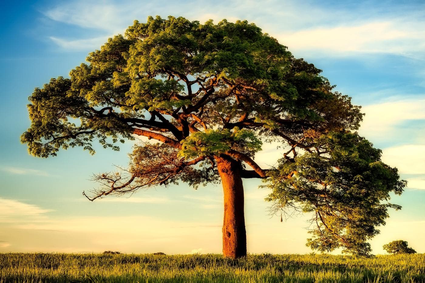trees-2614010_1920.jpg