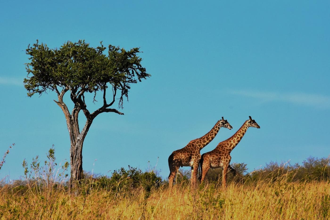 wildlife-1536582_1280.jpg